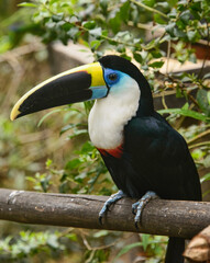 White-throated Toucan (Ramphastos tucanus), Ecuador
