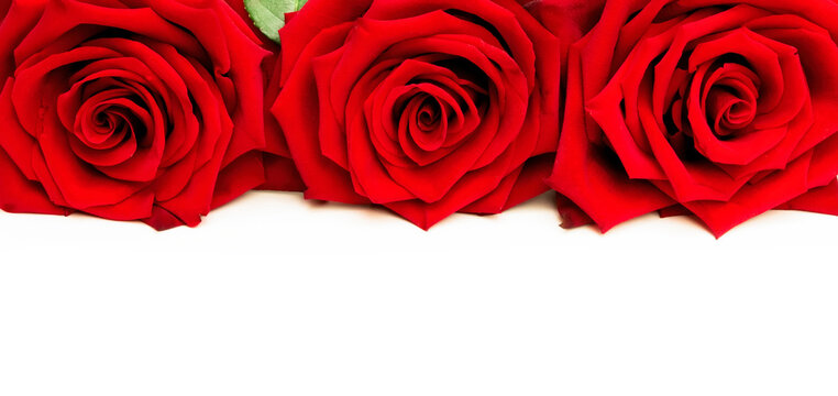 Border of red rose flowers on white background