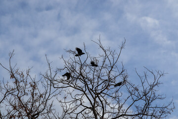 crow on a tree