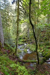 Ravennabach in der Ravennaschlucht Schwarzwald, Hochformat
