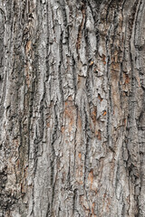 Close-up tree bark, natural background