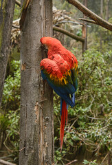 Scarlett macaw (Ara macao), Ecuador