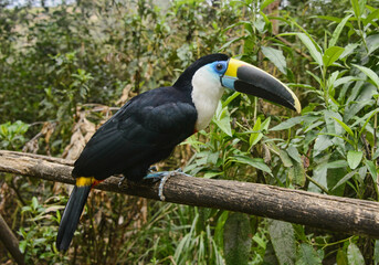 White-throated Toucan (Ramphastos tucanus), Ecuador