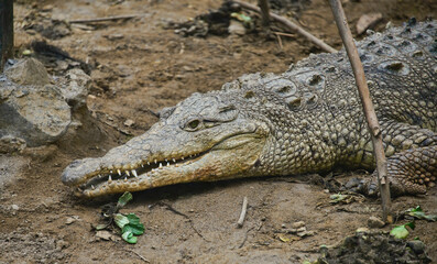A Caiman in the cloud forest of Ecuador