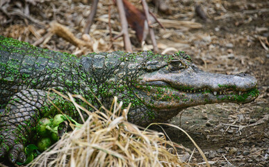 Black caiman (Melanosuchus niger), Ecuador