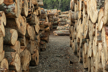 Pile of wood logs in field for forest industry. Line side by side woodpile.