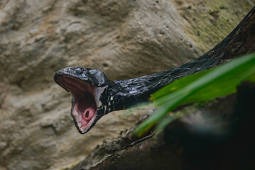 Ecuador sipo (hironius grandisquamis), Amazonas, Ecuador