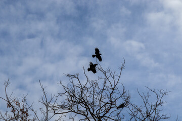 crow in the sky