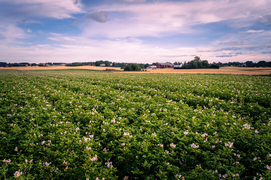 Field Of Flowering Potato Grass At Toten, Norway