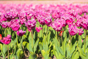 Obraz na płótnie Canvas Tulip field. Spring in the Netherlands