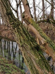 Naturschutzgebiet an der Fuhne im Salzlandkreis, Sachsen-Anhalt. Holz des Holunder (Sambucus) im...