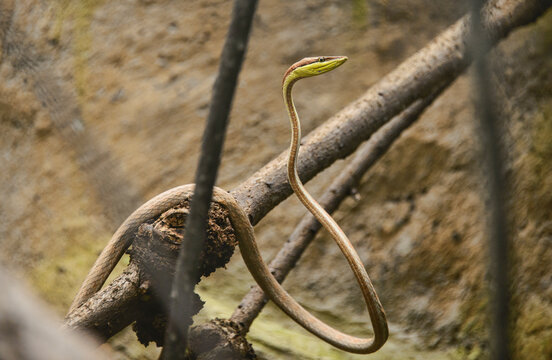 Cope's vine snake (oxybelis brevirostris), Ecuador 