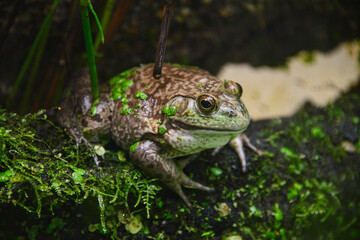 American bullfrog (Lithobates catesbeianus), Amaru Biopark, Cuenca, Ecuador