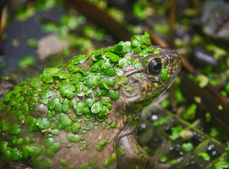 American bullfrog (Lithobates catesbeianus), Amaru Biopark, Cuenca, Ecuador