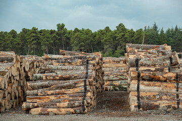 Pile of wood logs in field for forest industry. Line side by side woodpile.