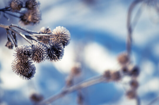 Dry thistles covered with frost on the background of blue snow. The natural background.