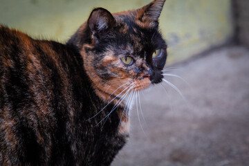 A calico cat on a farm