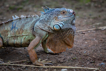 Obraz premium A close up of an iguanas face