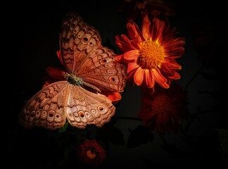 Fototapeta premium butterfly on flower