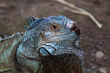 A close up of an iguanas face