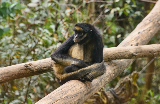 White-bellied spider monkey (Ateles belzebuth), Ecuador