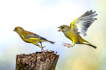 Grünfinken (Carduelis chloris) streiten sich
