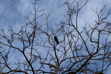 crow on tree