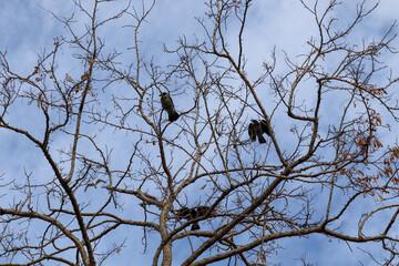 crow on a tree