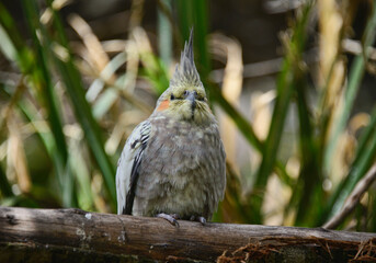Cockatiel (Nymphicus hollandicus) at the Amaru Biopark, Cuenca, Ecuador