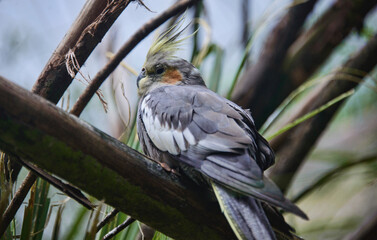 Cockatiel (Nymphicus hollandicus) at the Amaru Biopark, Cuenca, Ecuador