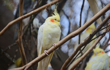 Cockatiel (Nymphicus hollandicus) at the Amaru Biopark, Cuenca, Ecuador