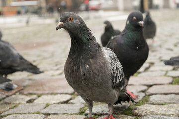 Pigeons in the square. View of gray pigeons on a gray paving stone