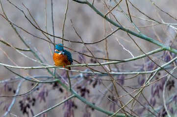 Female common kingfisher, alcedo atthis, perched on winter branches