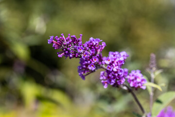 Detailed macro view. Summer lilac purple flower