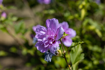 Detailed macro view. Purple pelargonium flower on a background of green leaves.