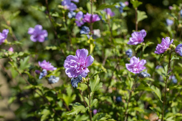 Detailed macro view. Purple pelargonium flower on a background of green leaves.