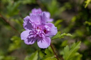 Detailed macro view. Purple pelargonium flower on a background of green leaves.