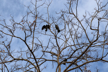 crow on a tree