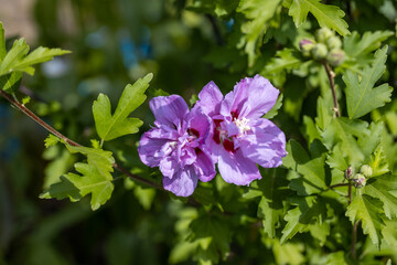 Detailed macro view. Purple pelargonium flower on a background of green leaves.
