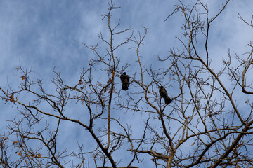 crow on tree