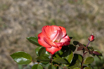 Detailed view. Red rose flower.