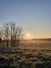 Obraz premium sunset in the forest