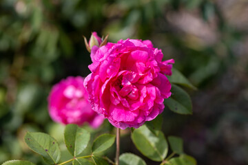 Detailed view. Purple pink rose.