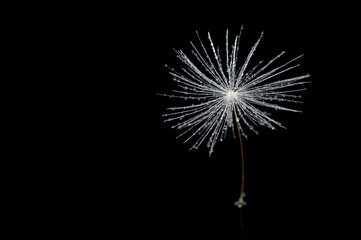 Dandelion seed on a black isolated background, macro.