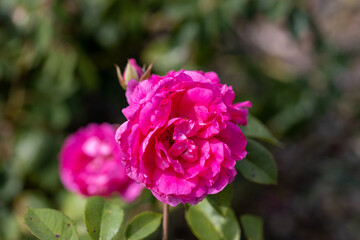 Detailed view. Purple pink rose.