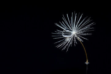 Dandelion seed with a Dewdrop on a black isolated background, macro.