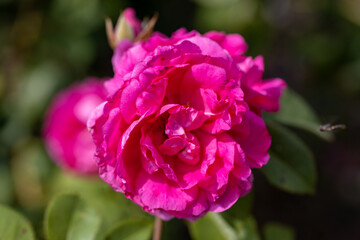 Detailed view. Purple pink rose.