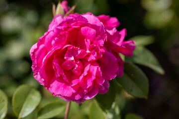 Detailed view. Purple pink rose.