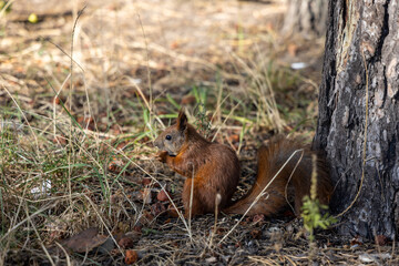Red squirrel in the park eating nuts on a background of yellow-green grass.