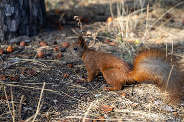 Red squirrel in the park eating nuts on a background of yellow-green grass.